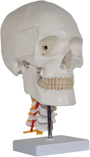 Modell der menschlichen Schädelanatomie mit Modell der Halswirbelsäule, lebensgroße Replik mit Abnehmbarer Schädelkappe und Basis