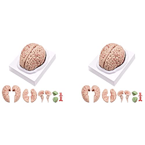 Bdfhjln 2 x menschliches Gehirn, Anatomie-Modell des menschlichen Gehirns mit Displaybasis, für das Studium in der Wissenschaftsklasse und Bildungsanzeige B