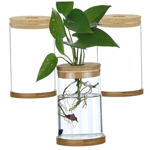 Plant -Terrarium 3pcs Transparent Deckelpflanze Propagationsstation mit Tray Hydroponic DIY -Ausbreitungsgläser Straight Plant Terrarium