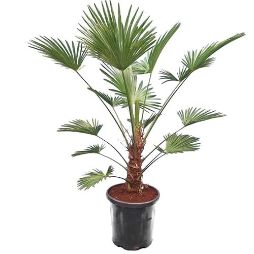 Wagnerpalme Frosty - Hanfpalme - Trachycarpus wagnerianus Frosty - Gesamthöhe 160-180 cm - Topf Ø 35 cm