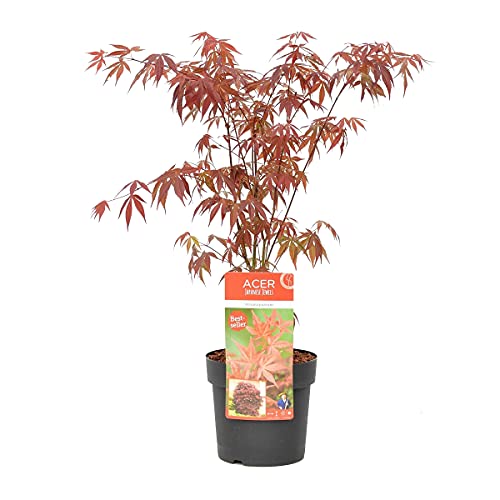 Japanisches Ahorn | Acer Palm. 'Atropurpureum' pro Stück – Outdoor-Pflanze im Topf Ø19 cm – 55-65 cm