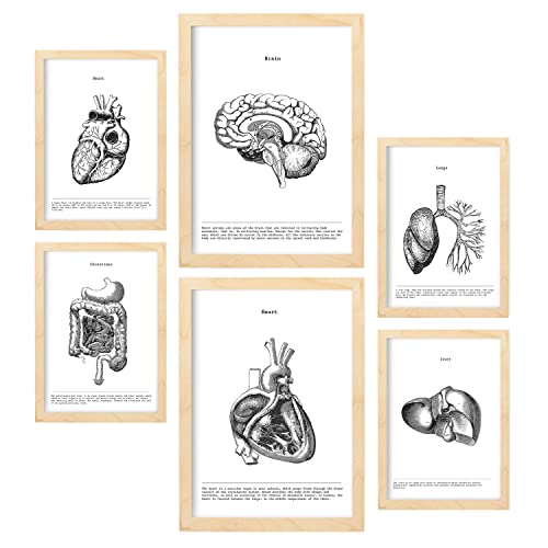 Nacnic-Set von 6 Poster der inneren Organe. Sammlung von Platten mit ästhetischer Collage für Innendekoration. Größen A3 und A4. Mit Holzrahmen.