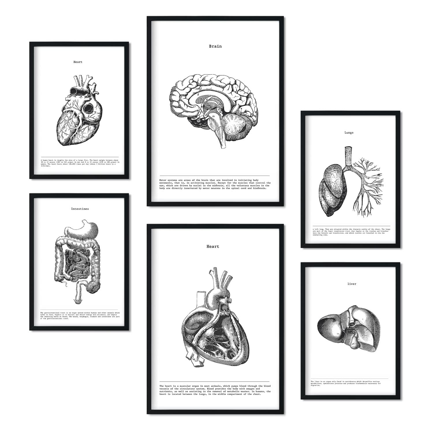 Nacnic-Set von 6 Poster der inneren Organe. Sammlung von Platten mit ästhetischer Collage für Innendekoration. Größen A3 und A4. Rahmenlos