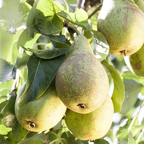 Birnen Baum 'Conferencebirne' Pyrus com. Birnenbaum im 7,5L Topf 150-200cm winterharter Obstbaum