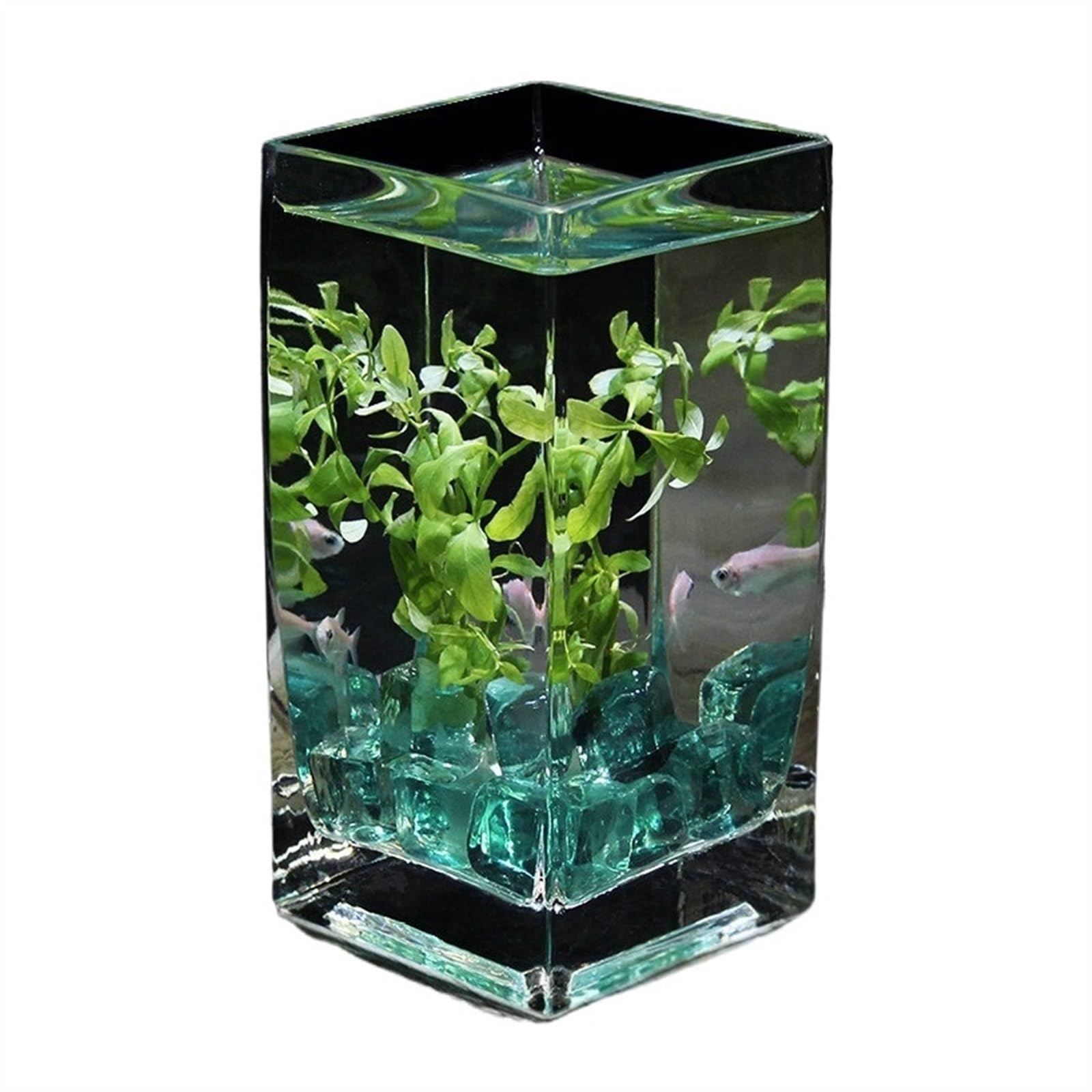 Aquarium, Quadratische hohe transluzente Glas mit Deckel Tropische Hydrokultur Vase Blume Gefäß Desktop kleine