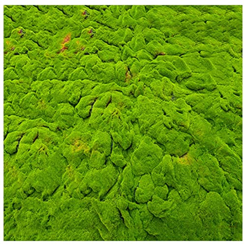 ALFAAL Deko Moos Künstlich Fake Gras Teppich Mini Mikro Landschaft Dekoration Kunstmoos Geeignet für Haus Hof Garten Terrasse (Color : H, Size : 100x100cm)