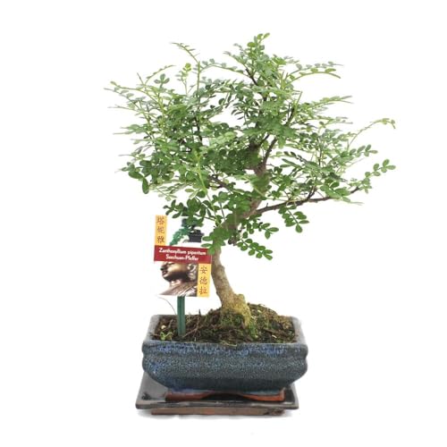 Bonsai Chinesische Ulme - Ulmus parviflora - ca. 8 Jahre