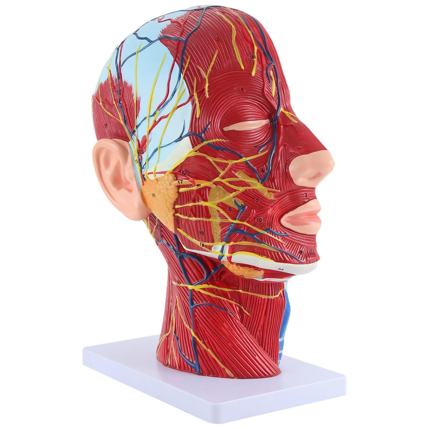 Pcivzxam Kopf Midsagittal Plane Lehrmodell Ohrspeicheldrüse Halswirbelsäule Kopf und Hals Anatomie Modell für Hals-Nasen-Ohrenheilkunde