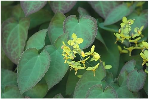 3 x Epimedium perralchicum 'Frohnleiten' (Elfenblume) Bodendecker