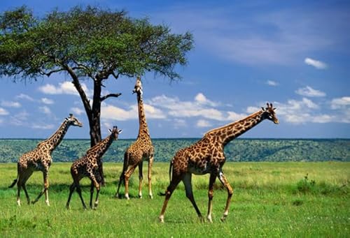 HfmQuisutron Jigsaw Puzzle 1000 Teile Afrikanisches Grasland Tierlandschaft Poster Holz Buntes Geschicklichkeitsspiel Für Die Ganze Familie Erwachsene Yw114Az