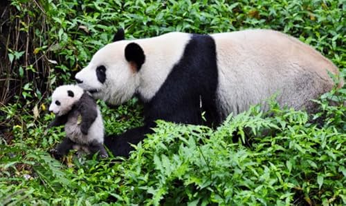 HfmQuisutron Jigsaw Puzzle 1000 Stück Panda Tiere Holzpuzzle Poster Für Erwachsene Und Kinder Spielzeug Stressabbau Spiel Pq90Az