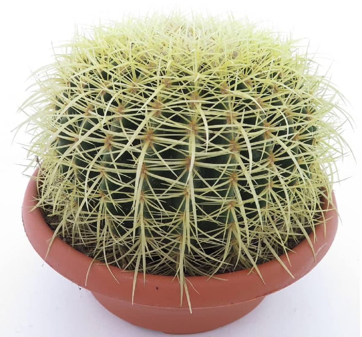 Kaktus Goldkugelkaktus - Echinocactus grusonii - Zimmerkaktus - Kugel Ø 25-27 cm, Topf Ø27 [3977]