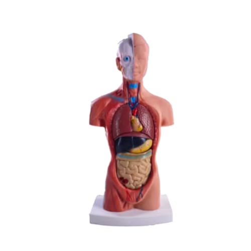 Pcivzxam Torso-Mannequin-Anatomiepuppe, 15 Abnehmbare Teile, Pädagogisches Organmodell, Anatomiemodell der Inneren Menschlichen Organe