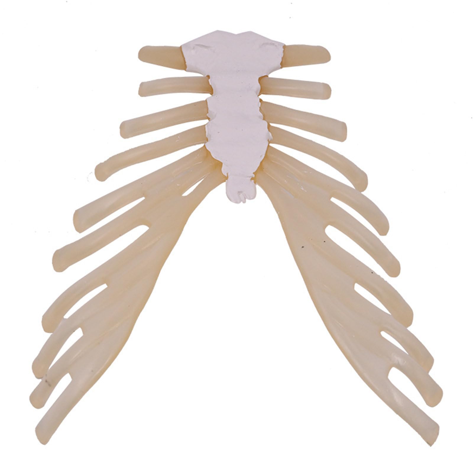 1:1 menschliches Brustbeinmodell, medizinisches Lehrwerkzeug, menschliches Skelett, Anatomie, Modell, Schulunterricht, Zubehör für Studenten, Studium