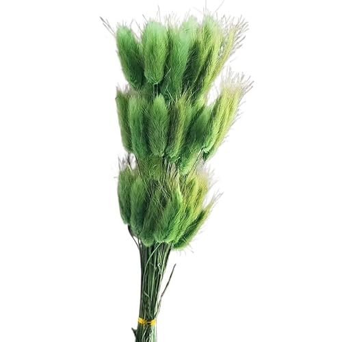 Pampasgras Deko Flauschige getrocknete Blumen Kaninchen Hasenschwänze Home Hochzeit Tischdekoration natürliches Pampasgras Weihnachtsdekor Zubehör Trockenblumen(Green,120PCS)