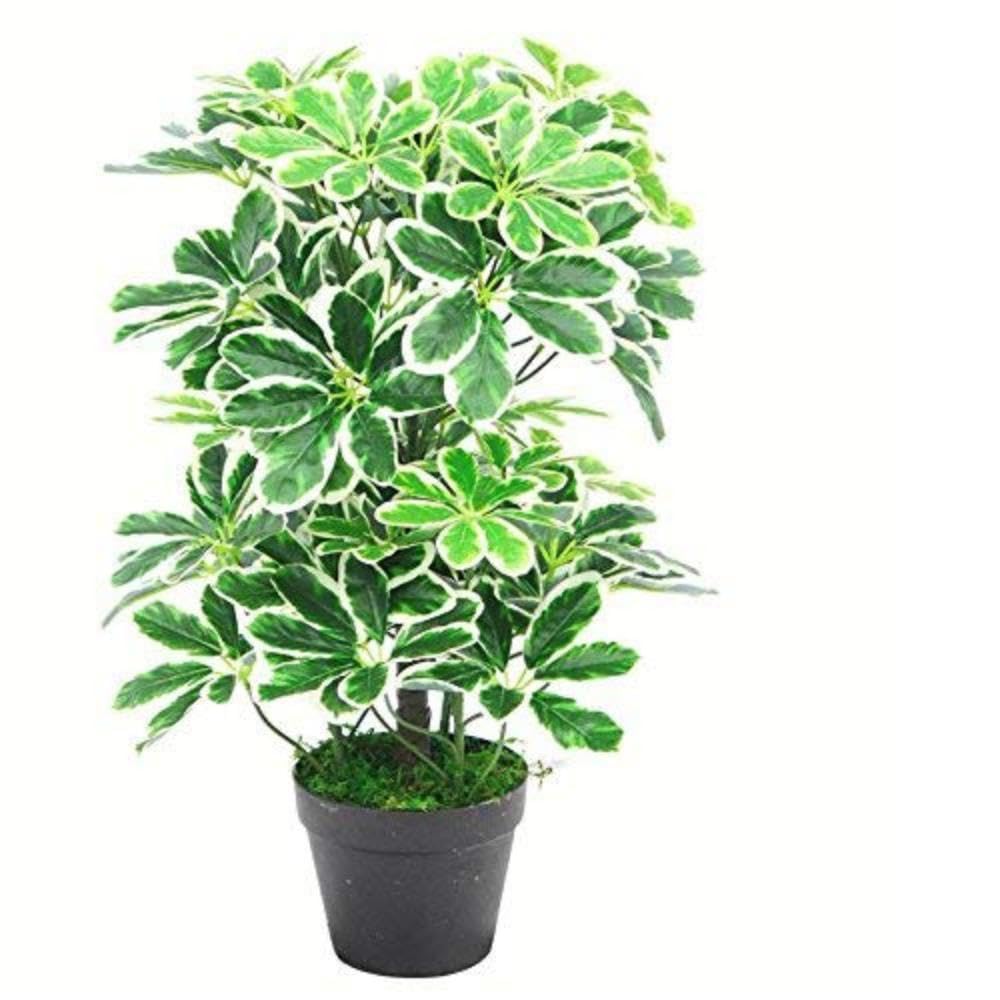 Künstlicher Schefflera Arboricola Regenschirm, 55 cm, Schwarz, 55 cm Langer Lichtstrumpf, 55cm Light Bush