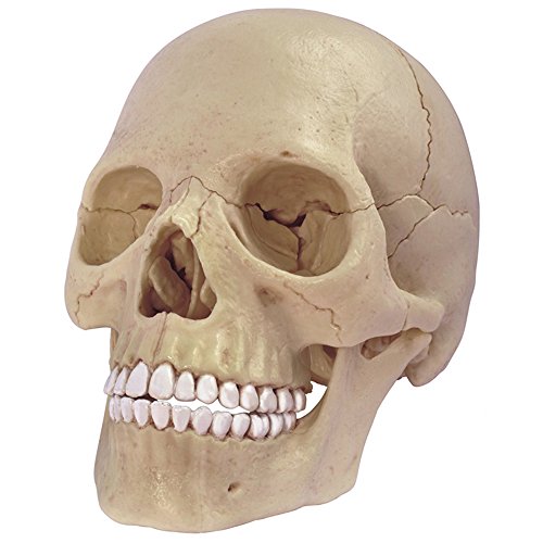 4D Master 26086 Human Anatomy Exploded Skull Model 3D Puzzle, One Color by 4D Master