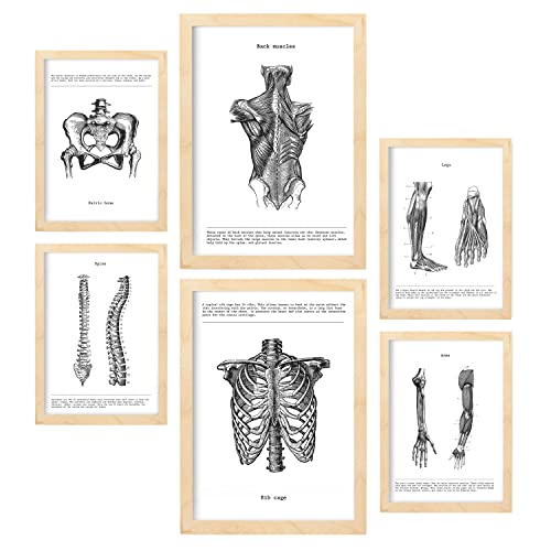 Nacnic-Set von 6 Anatomie-Poster. Sammlung von Platten mit ästhetischer Collage für Innendekoration. Größen A3 und A4. Mit Holzrahmen.