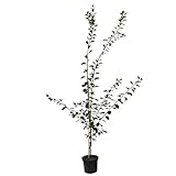 Pflaumenbaum Königin Viktoria sehr saftige selbstfruchtbare Pflaume 110-140 cm Buschbaum 9,5 L Topf