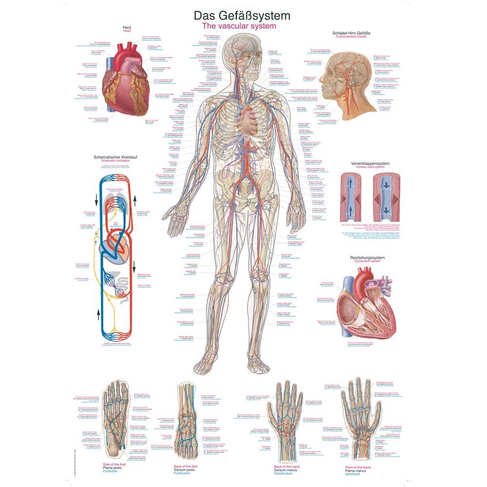 anatomische Lehrtafel „Das Gefäßsystem“ Anatomie Poster, Lehrposter, 70x100cm