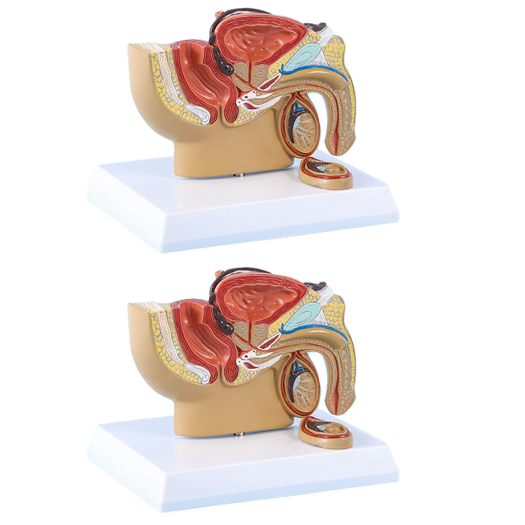 Kiudduy 4X 1:2 Männlicher Becken Sagittal Schnitt Hoden Prostata Blase Rektal Harn System Modell