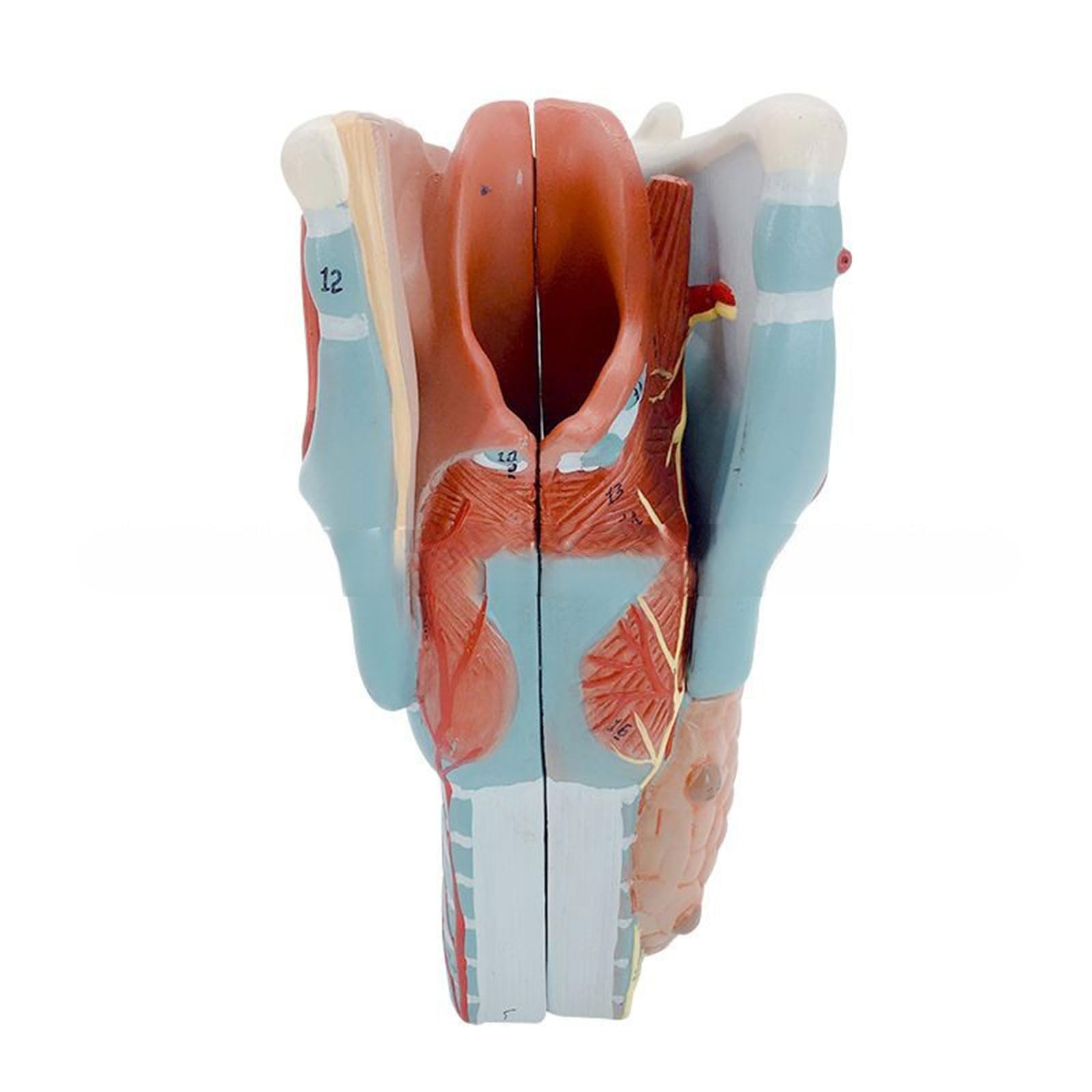 Anatomisches Larynx-Modell, abnehmbares menschliches Hals-Anatomie-Modell, 2-fach vergrößerter Hals, Anatomie-Modell, Lehrrequisite für Schüler