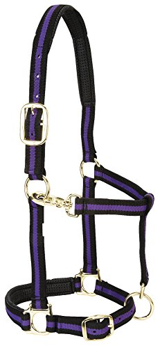 Weaver Leather Halfter für Pferde, gepolstert, verstellbar, Nylon, 2,5 cm, Violett