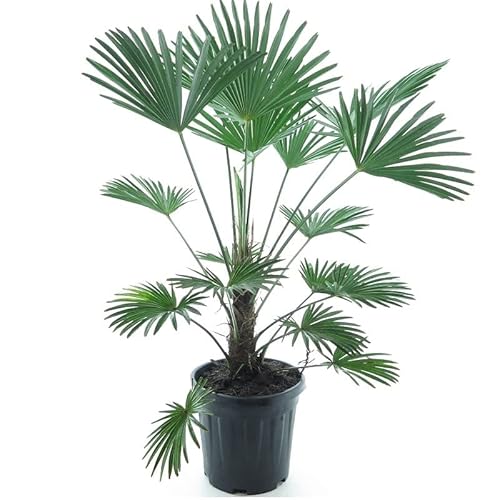 Wagnerpalme Frosty - Hanfpalme - Trachycarpus wagnerianus Frosty - Gesamthöhe 130-150 cm - Topf Ø 32 cm
