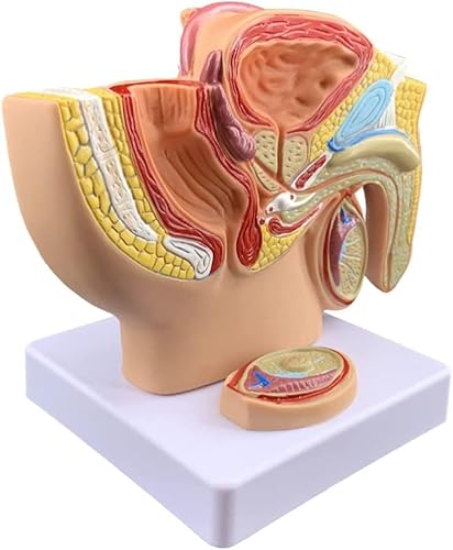 Anatomiemodell Männliches Beckenmodell Weibliches Genital Menschliches Modell Prostatamodell Organe Modell Menschliches Anatomiemodell Menschliches Körpermodell, Männliches Becken Sagittal