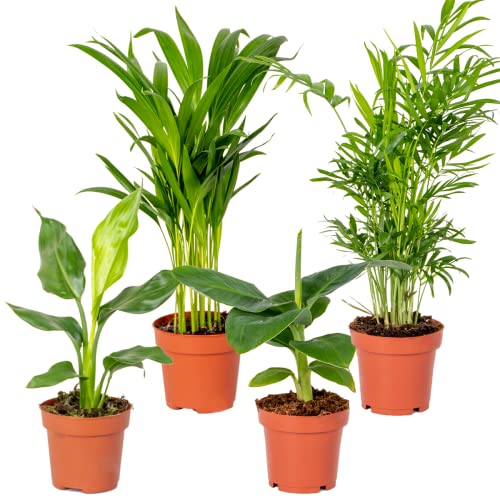 1x Königin Strelitzia, 1x Chamaedorea, 1x Musa, 1x Areca Zimmerpflanzen Set Pro 4 Stück - Zimmerpflanze im Pflanztopf 12-25-40 cm