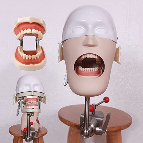 Dental Phantomkopf Modell, Multifunktional Dental Simulator mit Zahnmodell und Abflussrohr, Zahnärztliche Ausbildung Schaufensterpuppe für das Training von Zahnmodell