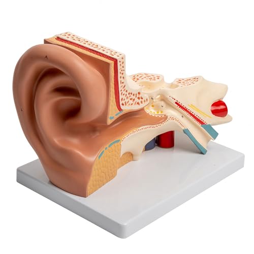 Vergrößertes Menschliches Hörorgan Anatomiemodell Lehrmittel Anatomisches Ohrmodell Zeigt Die Struktur Des Außenohrs Und Des Innenohrs