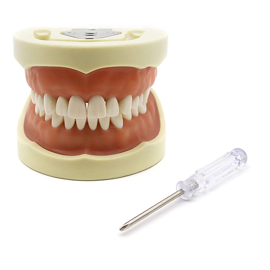 Dental Typodont Modell Dental Modell Zähne Modell Zahnfleisch Zähne Lehrmodell Abnehmbarem 28/32 Zähne Modell/Set