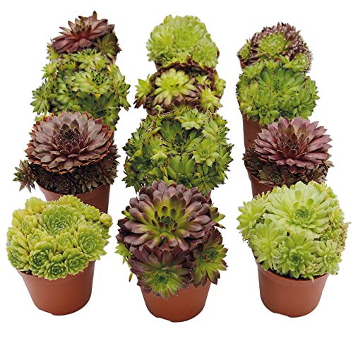 UNUS Garden Sempervivum Mix Hauswurz echte Pflanzen 12er Set winterhart