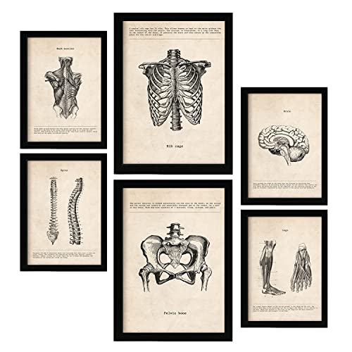 Nacnic Von Kopf bis Fuß Postern. Medizinische Illustrationen im Vintage Stil von Anatomie, Körperteilen, Knochen und Muskeln. Innenarchitektur und Dekoration. A4 & A3.