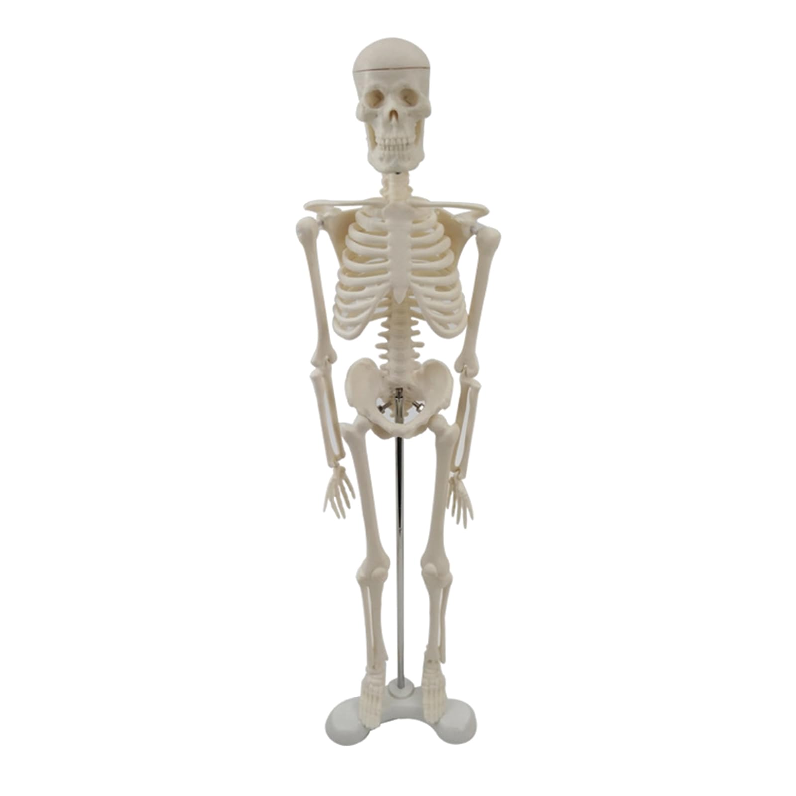 17-Zoll Modell Menschlichen Skeletts Beweglichen Beinen. Wissenschaftliche Modellstudie Grundlegende Details Menschlichen Skeletts