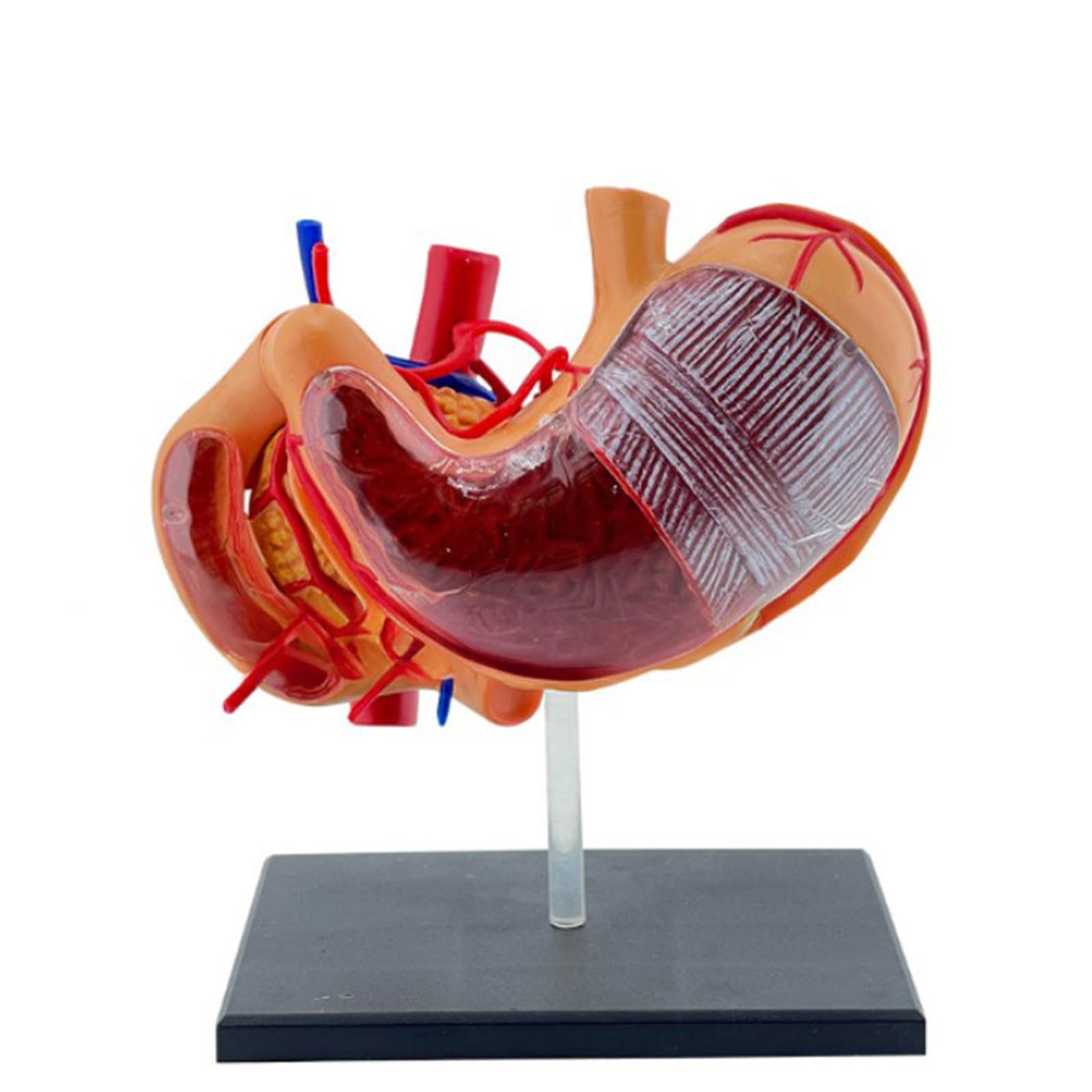 Interaktives 4D Bauchanatomie-Modell, Profis, PVC, 4D, Magenanatomie, Wissenschaftsmodell für Medizin, Studenten, Gesundheitswesen