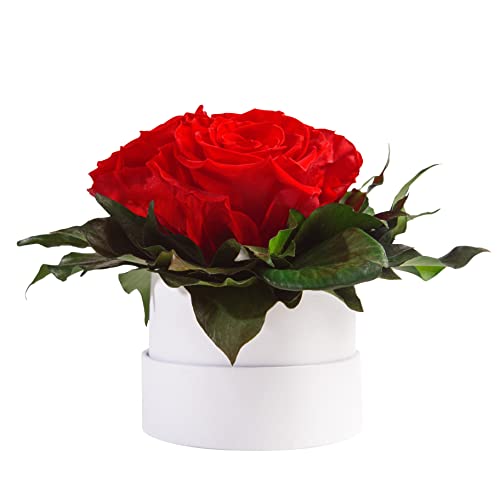 ROSEMARIE SCHULZ Heidelberg Rosenbox Flowerbox weiß rund konservierte Rosen - 3 Infinity Rosen Blumengruß Geschenk für Frauen (Rot, Medium)