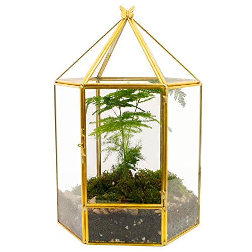 ElegantLife Geometrisches Terrarium aus Glas für Sukkulenten und Luftpflanzen (keine Pflanze im Lieferumfang enthalten)