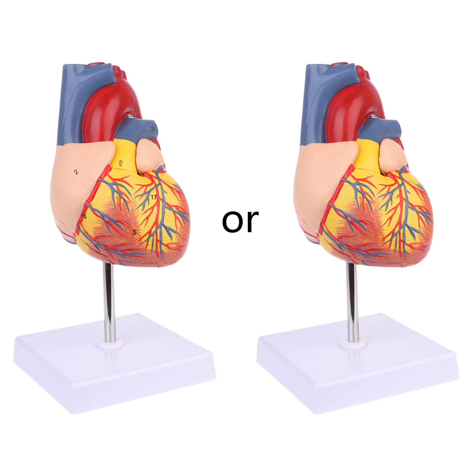 Zerlegtes Anatomisches Menschliches Herzmodell Medizinisches Lehrmittel