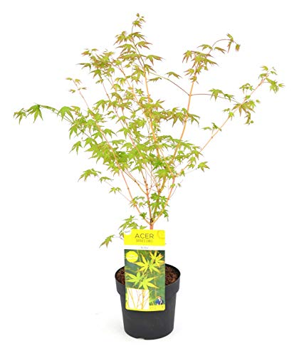 Japanischer Ahornbaum gelb/orange - Ahorn palmatum Bi hoo - Gesamthöhe 60-80 cm - 3 Liter Topf