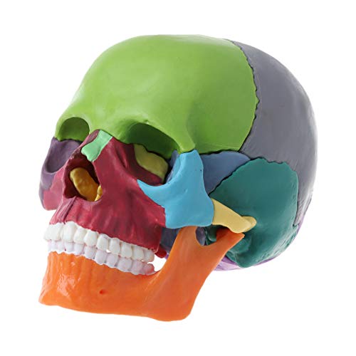 15 Stück/Set 4D zerlegter farbiger Totenkopf, anatomisches Modell, abnehmbar, medizinischer Lehrer