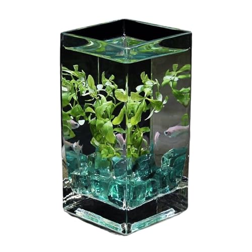 Aquarium, Quadratisches, hoch durchscheinendes Glas mit Deckel, Tropische Hydrokulturvase, Blumengefäß, kleines Fischglas for den Schreibtisch(10x10x20cm)