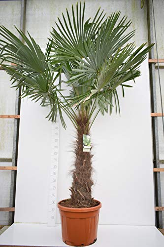 Trachycarpus fortunei, Palme, Hanfpalme Winterhart, Gesamthöhe:180+cm Stamm. 60-70cm - Topf Deco Ø 40 cm PALLETTENVERSAND INNERHALB DEUTSCHLAND [4207]