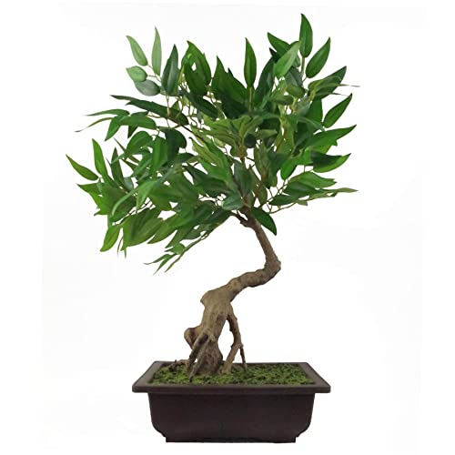 Leaf Künstlicher Baum, gemischte Materialien, Bonsai-Ruscus, 50 cm