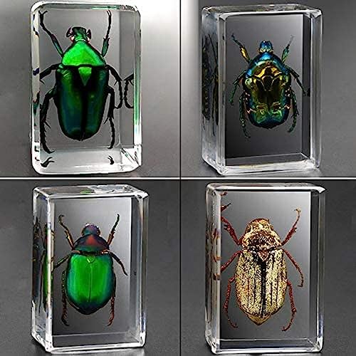 4 Stück Insektenharz, echtes riesiges Insekt, Briefbeschwerer, Taxidermie-Exemplar, echtes Insektenexemplar, transparentes Harz, bewegliche kleine Ornamente, Insekten, Meeresinsekten, Kinder