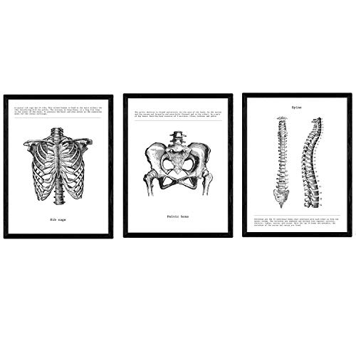 Nacnic Set von 3 Anatomie Poster in Schwarz-Weiß-Bilder des menschlichen Körpers. Folienpackung Biologie mit „Rippen, Becken und Wirbelsäule“. A3-Format. Mit Marco.