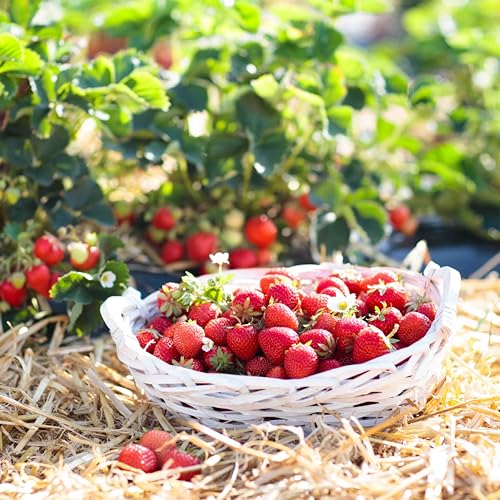 naturling Garten-Holzwolle 10kg für Erdbeeren, Salat und Gemüse - unbehandelte Natur Kiefer Gemüsewolle zum Mulchen