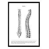 Nacnic Set von 3 Anatomie Poster in Schwarz-Weiß-Bilder des menschlichen Körpers. Folienverpackung Biologie mit „Arm, Bein und Rücken“. A3-Format. Mit Marco.