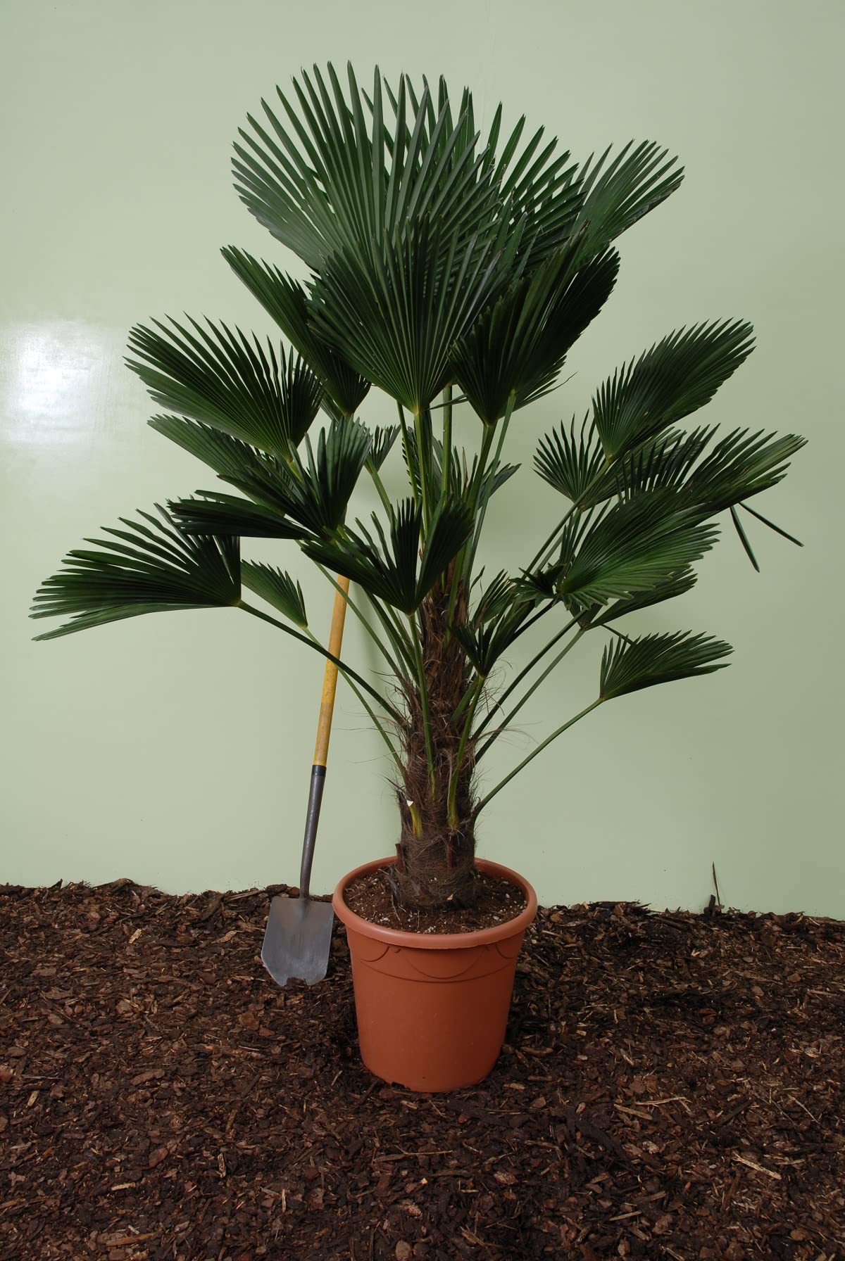 Trachycarpus wagnerianus, Hanfpalme, Palme, Winterhart - 160-180cm - Stamm 60-70cm - Ø 40 [8699 Palette]